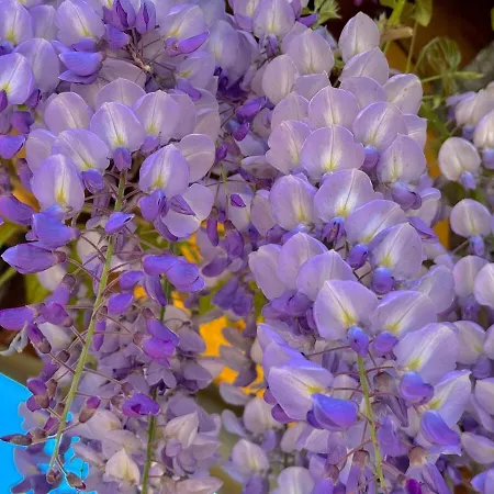 Casbah, Nel Cuore Di ميناجيو